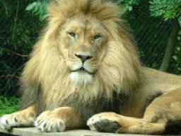 Lion d&#039;Afrique